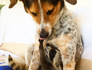 哪里有卖小黑ddos压力测试平台